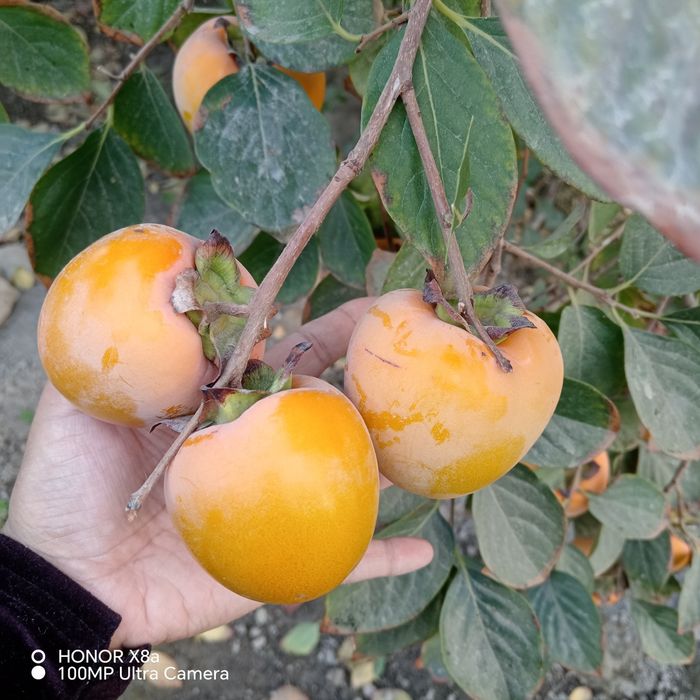 Xyrmo sotiladi 5000 sum kg