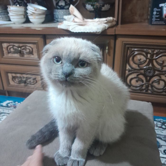 шотландская вислоухая котята (скоттиш-фолд)