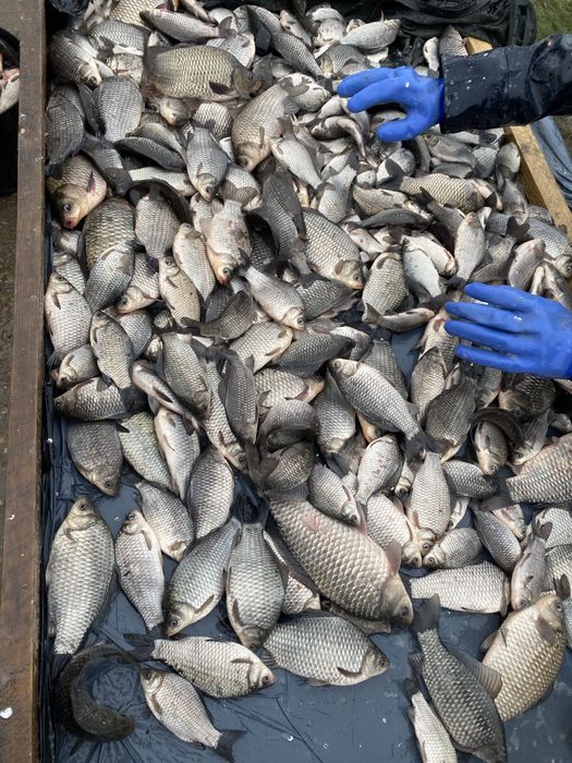 Stiuca repopulare , caras viu , fitofag , peste viu