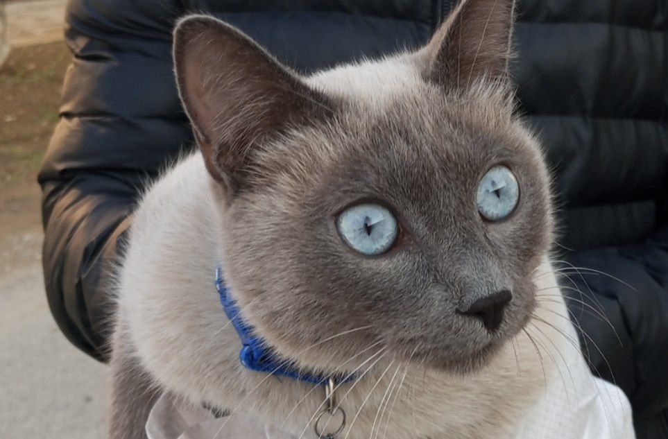 Продается сиамская кошка