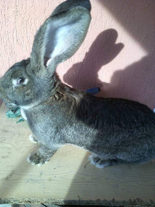 Femele  Uriaș German 10 luni rasă pură