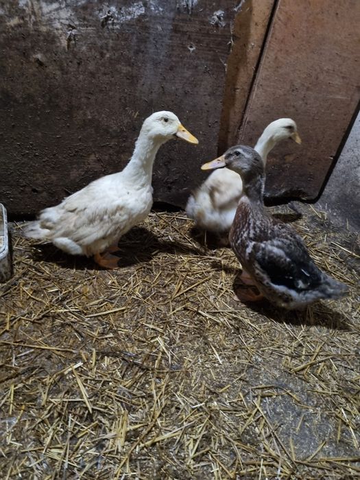 Юрдечки 3 броя млади