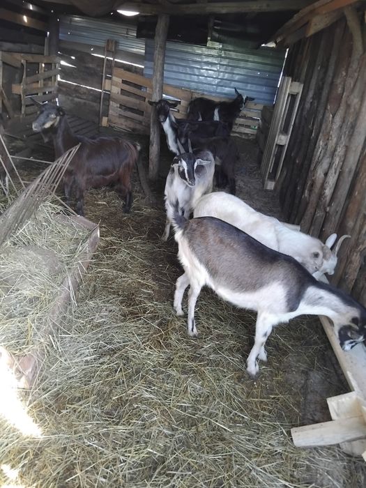 Iede de tinut sau taiat