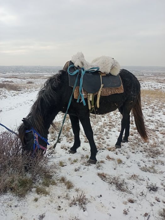 Обмен на Кабылу.