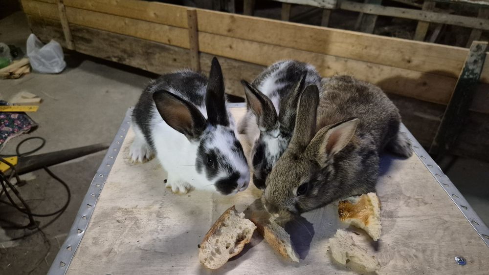 Соглом куёнчалар