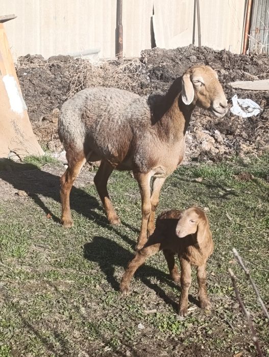 Арашан матка с ягненкам
