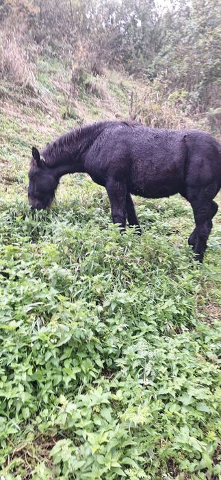 Mînză neagră ardeneză