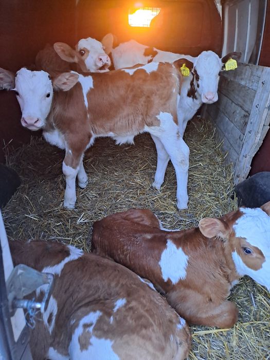 Aduc viței de rasă pe comandă dumneavoastră!!