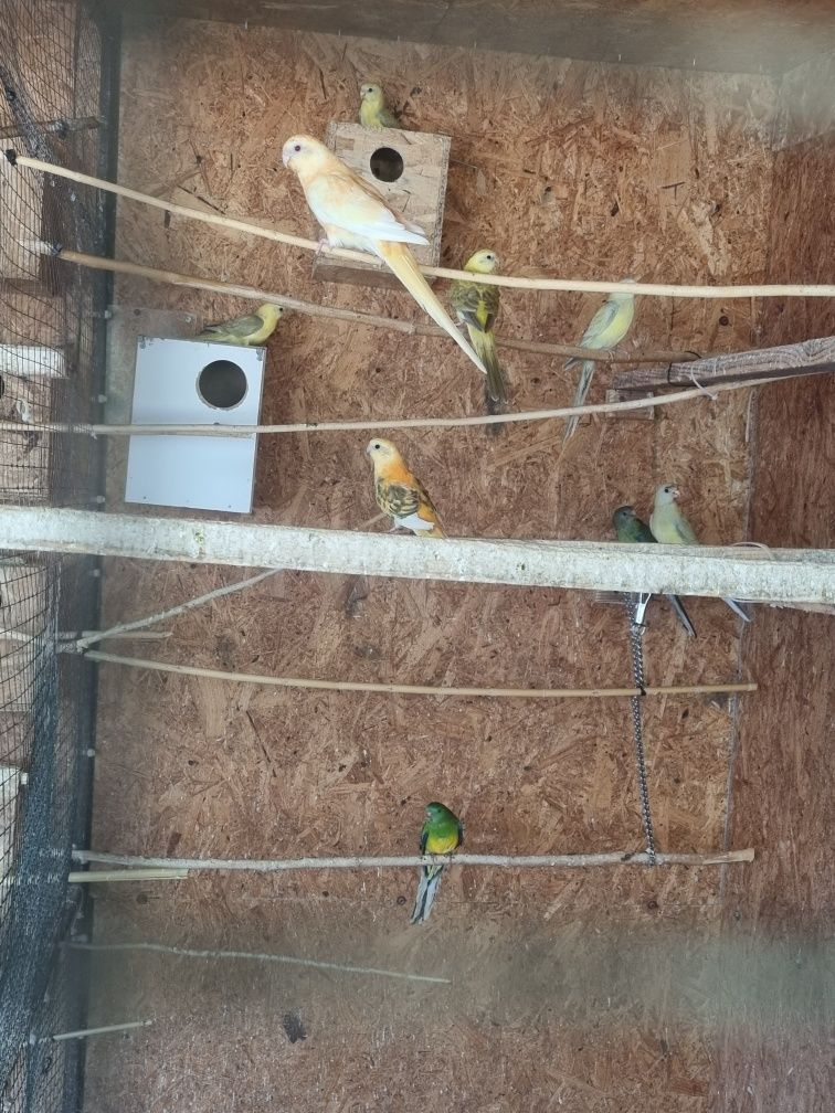 Papagali căntători pui
