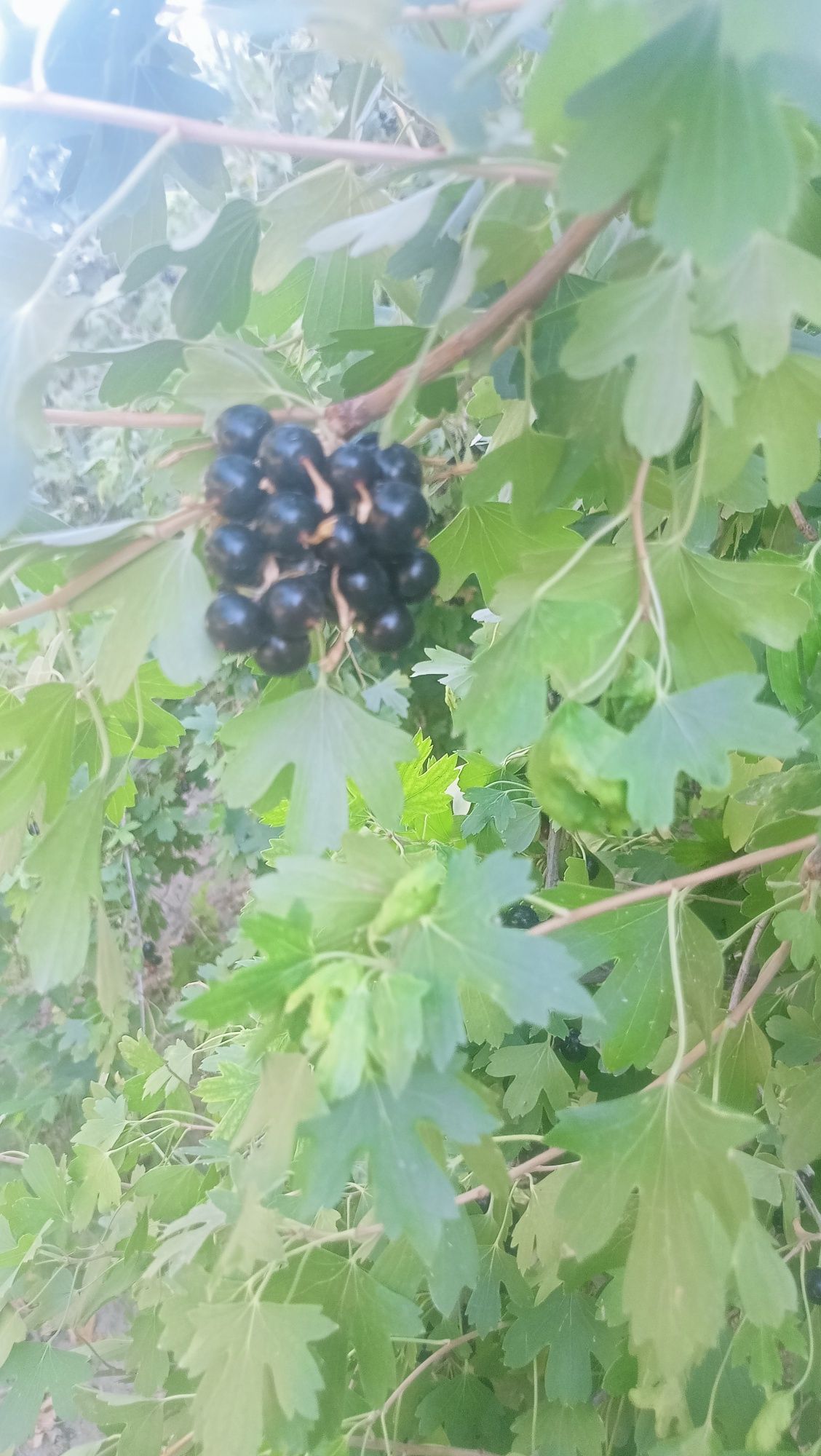 Самародина сотилад