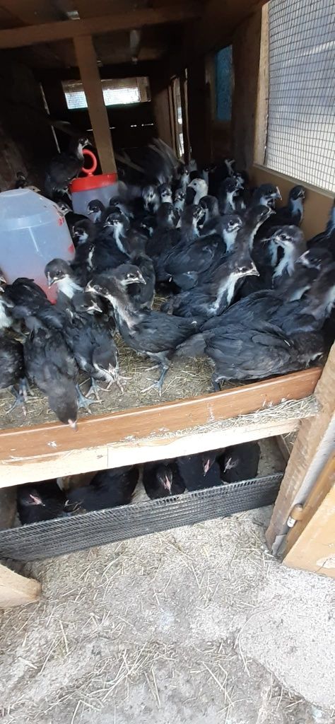 Vând oua australorp. Pui australorp. Păsări australorp