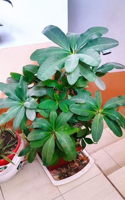 Molochay/Молочай