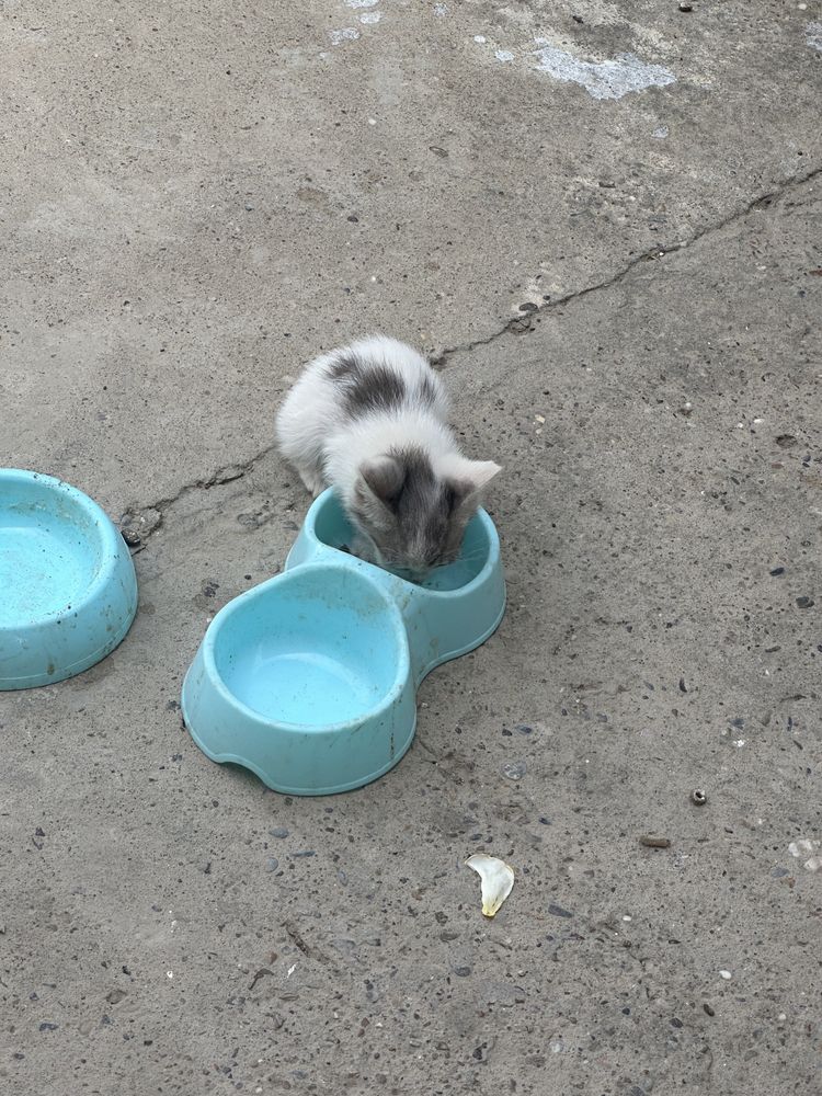 Кошка с 4 котятами отдам в хорошие руки
