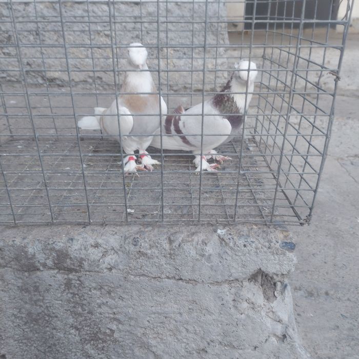 Такла двух чуби пара гатовый