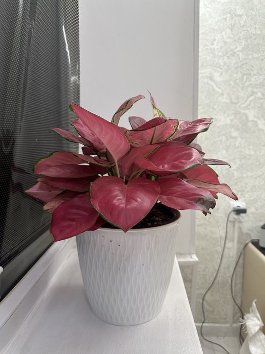 Цветок Аглаонема