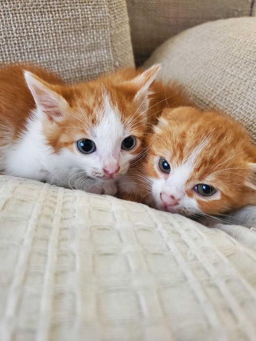 Три домашни червеникави котенца търсят дом