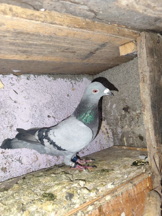 De vânzare o femelă cu clasare la 400 km , loc 238