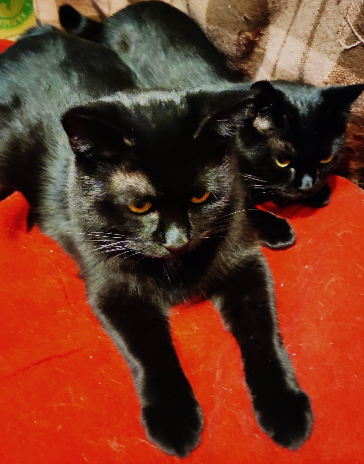 Шикарный  бомбейский котик, чёрный бархат,9 мес, гипоаллергенный.