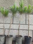 Pinus Pinea (средиземноморски бор)