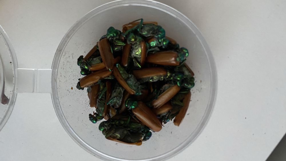 Алтын қоңыз майский жук