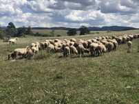 Ovine Tigai -500 buc Femele intr 1 -5 ani -de vanzare