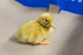 Vand pui rațe Pekin