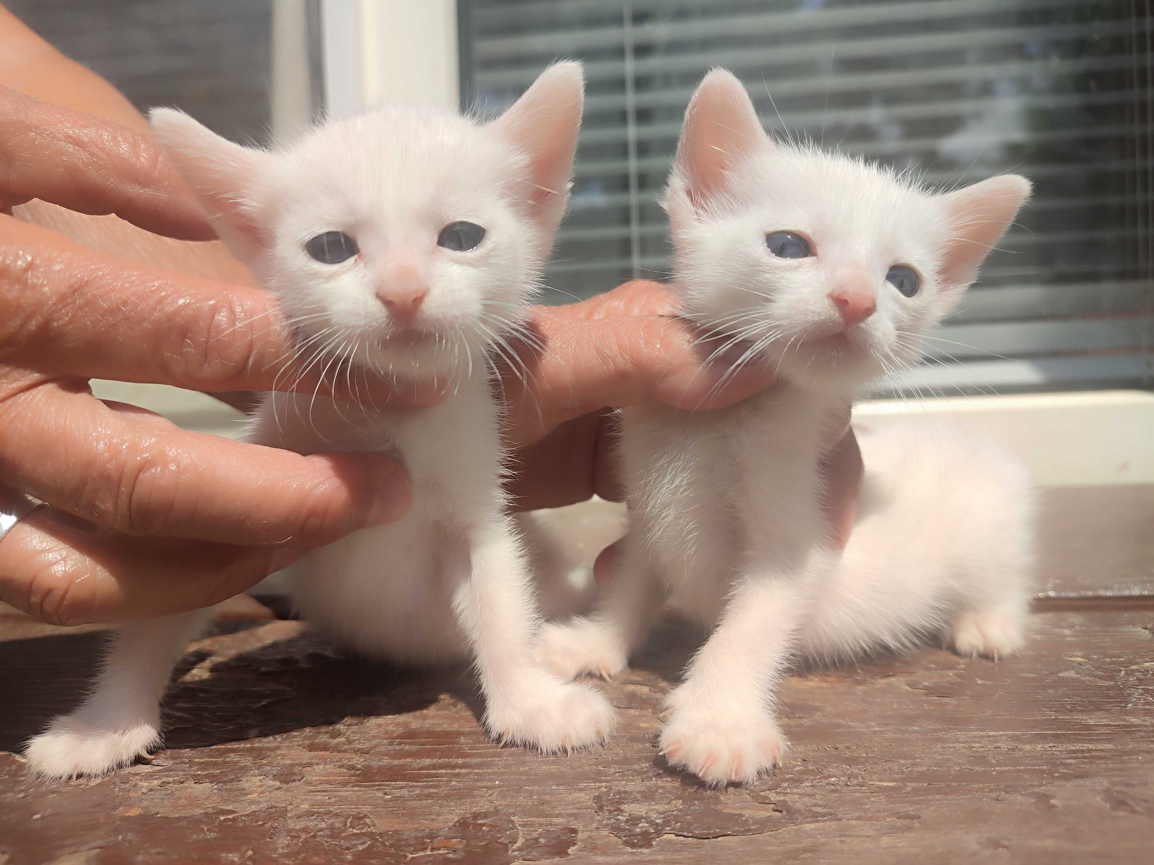 Две бели котенца