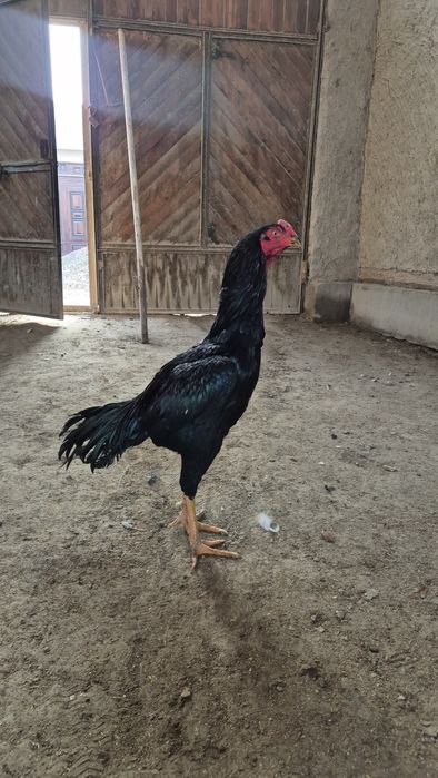 Тунка тож хуроз карес макиён турк макиён