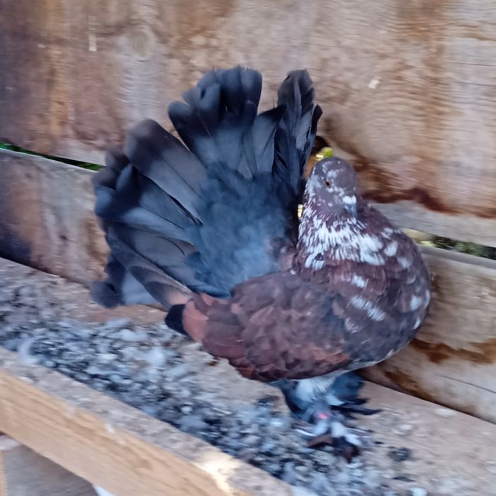 Паунести млади гълъби