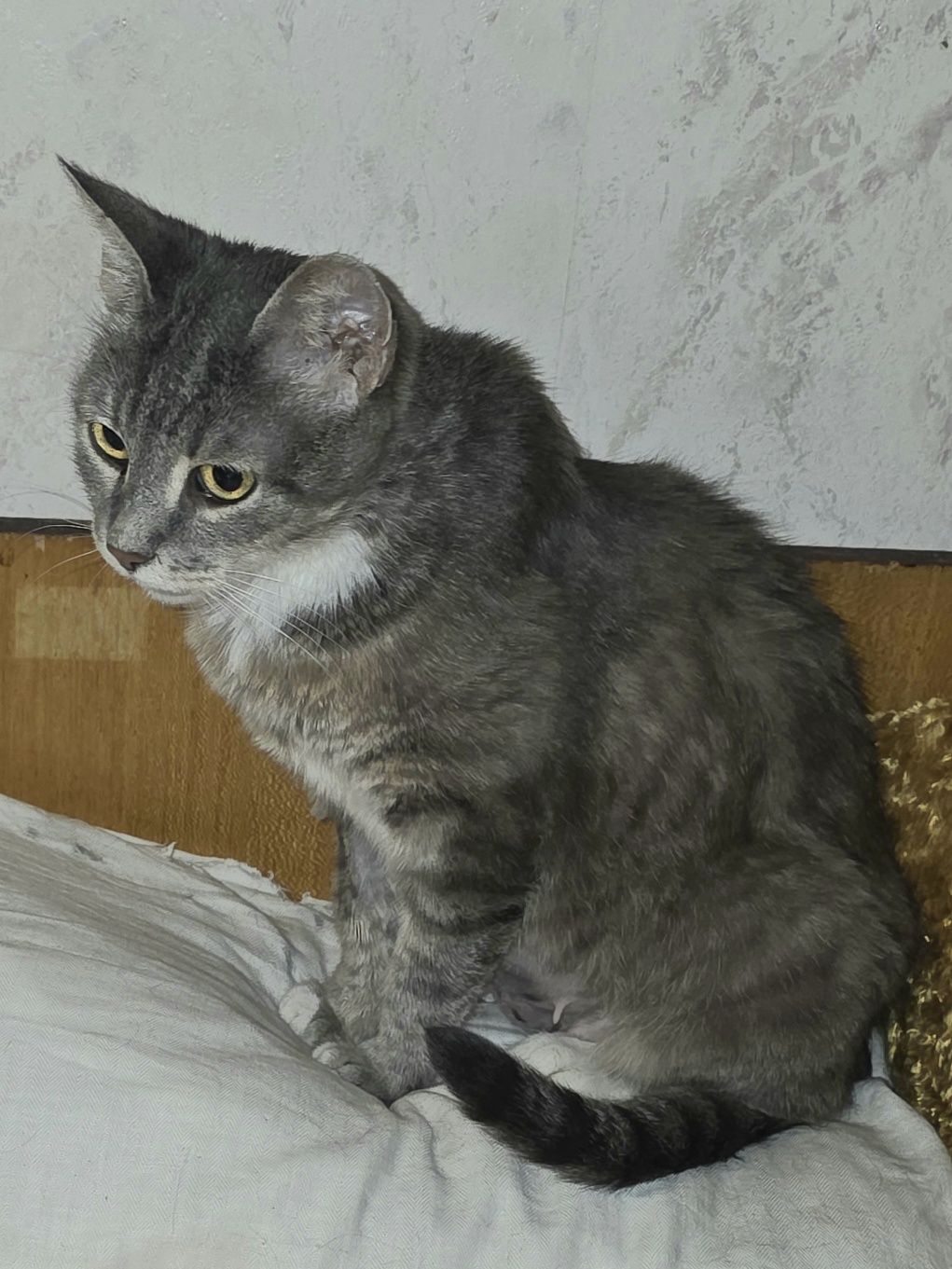 Котка - майка на пет котенца