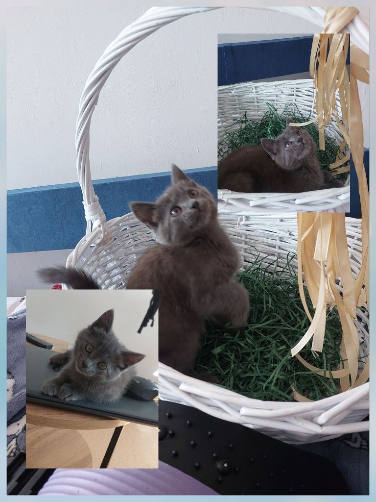 Отдам котенка в добрые руки девочка 2 месяцев