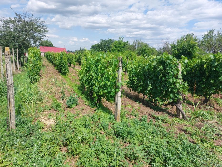 Teren intravilan vie, com. Merei, sat Izv. Dulce, suprafața 1961 mp