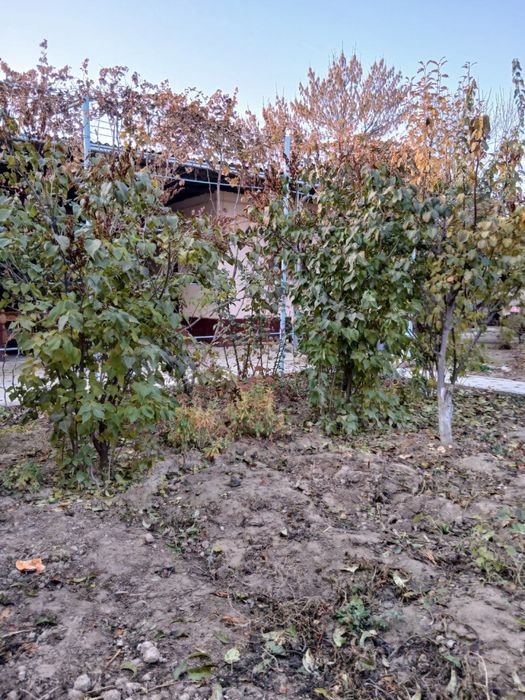 Смородина сотилади Smarodina Sotiladi