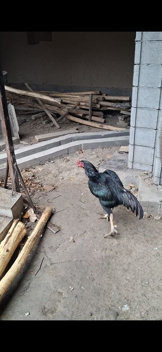 Xoroz makiyon, xoroz ishonchli oynasa xam buladi makkisi tuxumda