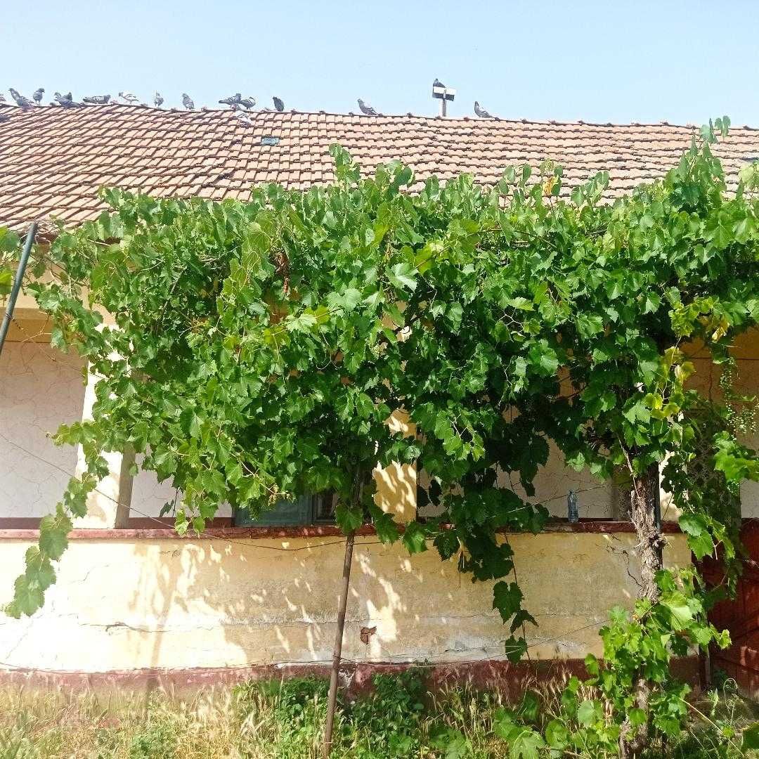 Casă de vânzare Sânnicolau Român, Bihor, 35.000 euro. NEGOCIABIL