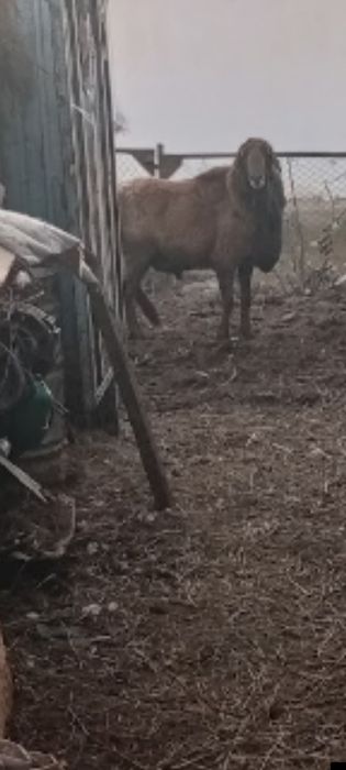 Продам кошкара произвадителя крупныи большои