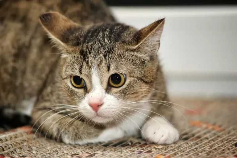 dau spre adoptie pisica adulta plus Bonus 100 ron