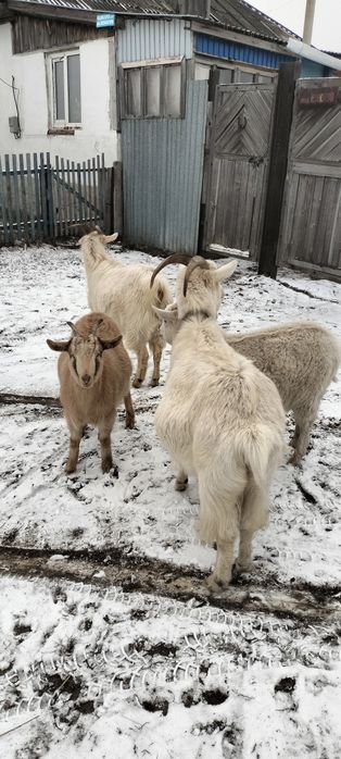 Продам овечек и коз