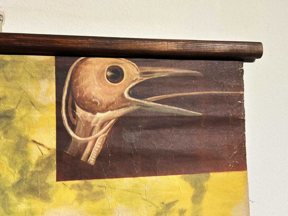 Соц Учебни Плакати Постери Биология