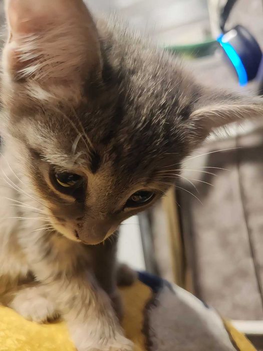 Отдам котят бесплатно.