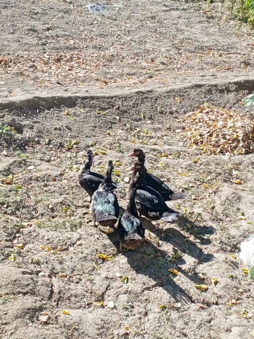 Индийский урдак сотилади. Бахорги жужалар