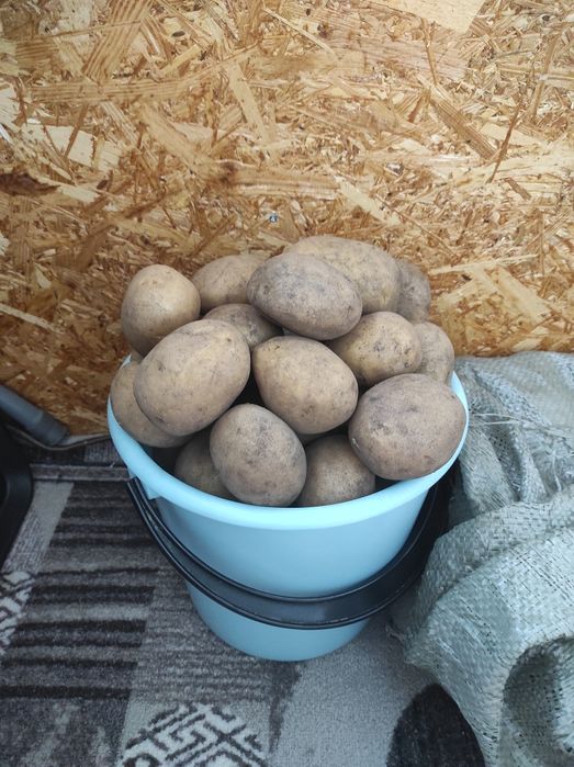 Продам картофель