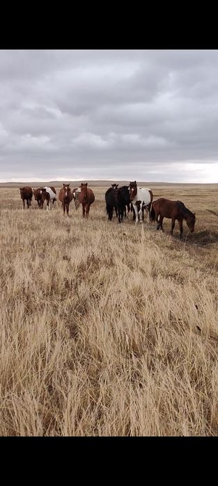 Тайлар сатылады еркек.