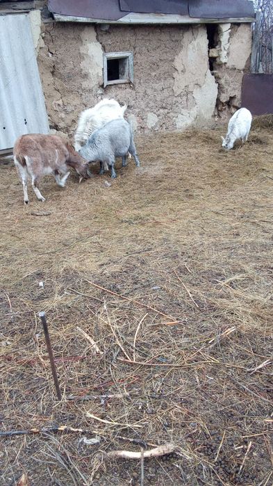 Продам коз поселок Вознесеновка