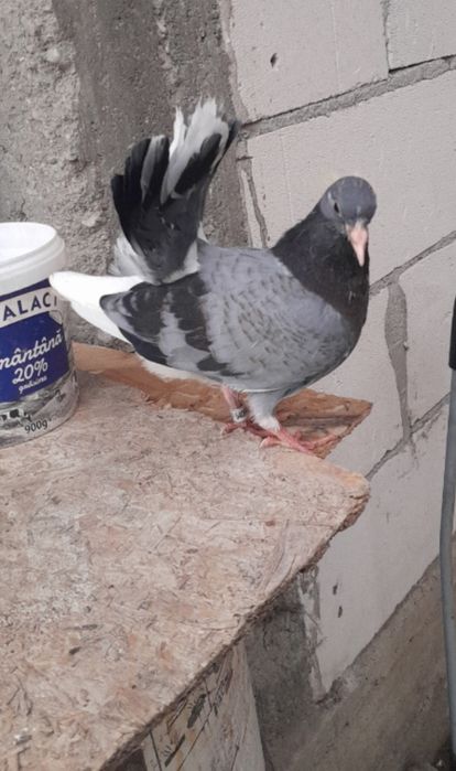 Vând porumbei curcani