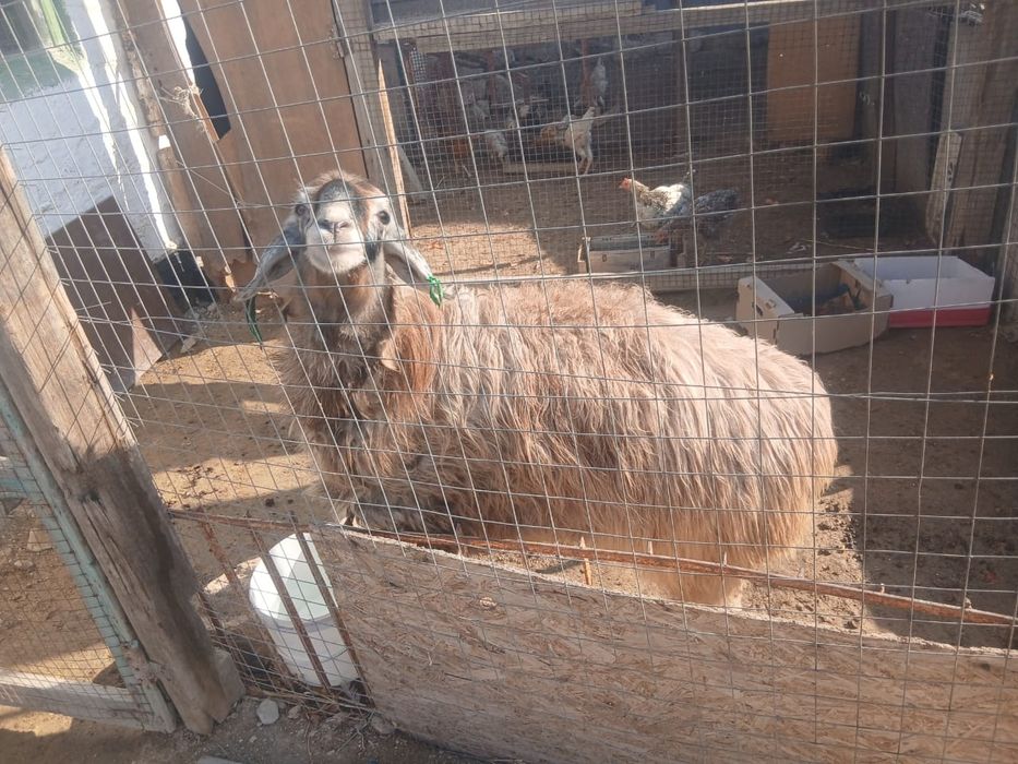 Қой сатылады.Продается барашка