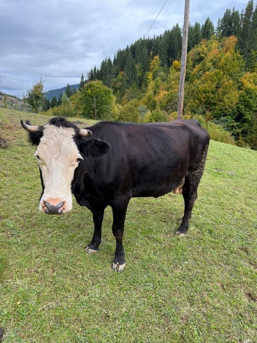 Vand vaca de lapte