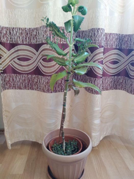 Каланхое цветок лечебный