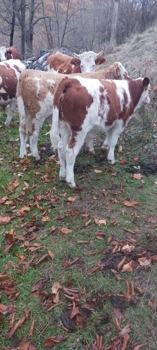 Vând juninci și 2 tăurași