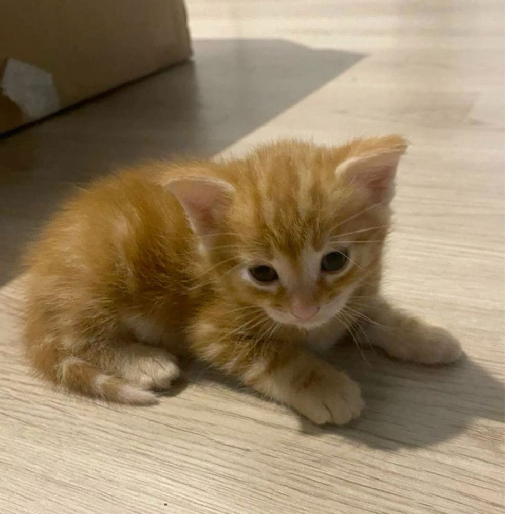 British Shorthair Orange